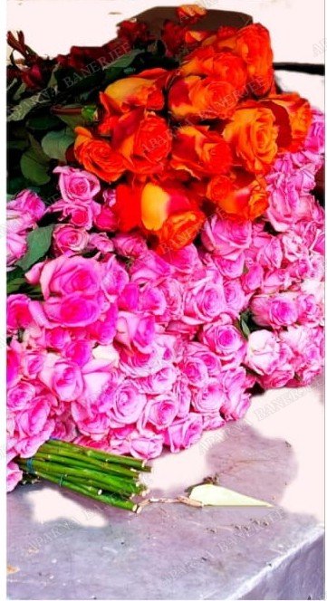 A Bunch of Reds and Pinks