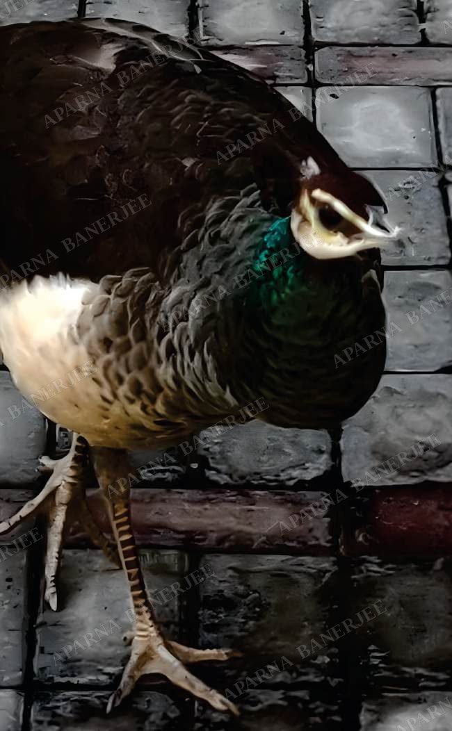 The Peacock